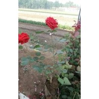 長期供應(yīng)月季花