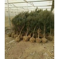 供應(yīng)1米油松2.5米油松3米油松