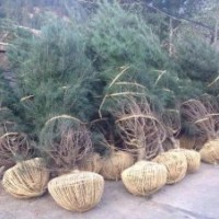 供應(yīng)蘋(píng)果苗梨樹(shù)苗杏樹(shù)苗柿子苗連翹苗