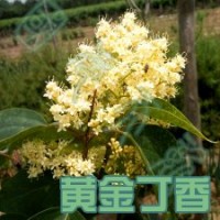 江蘇什么地方有黃花丁香