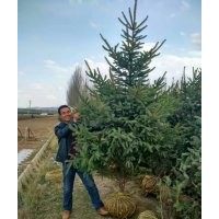 甘肅云杉-臨洮云杉-西北云杉-青海云杉--種植