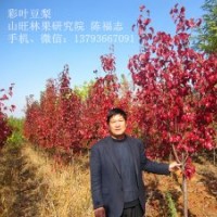 大量供應(yīng)1-2米高彩葉豆梨