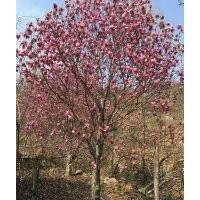 大量長期供應(yīng)各種規(guī)格玉蘭