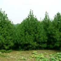 緊急出售各種規(guī)格白皮松 油松