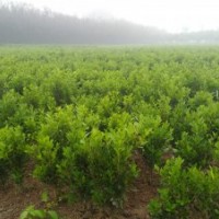 高山黃楊。木槿