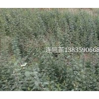 連翹苗，連翹苗價(jià)格，連翹苗基地