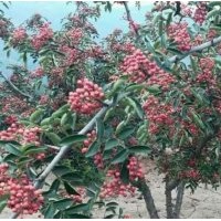 韓城市哪里無刺花椒苗，有大紅袍獅子頭花椒苗基地