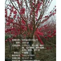 紅葉碧桃苗，榆葉梅苗，美人梅苗，紫葉矮櫻苗等