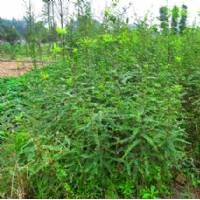 優(yōu)質(zhì)皂角苗 最新價格 低價供應(yīng)