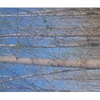 銀杏樹 楊樹 供應(yīng)