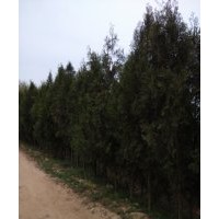 供應(yīng)質(zhì)優(yōu)價廉的黑松、油松、側(cè)柏