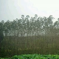 低價供應紅葉楊