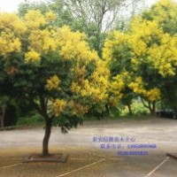 大量供應欒樹苗