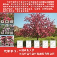 河北樂優(yōu)農(nóng)業(yè)大量供應(yīng)海棠,無花果，碧桃，雜交狼尾草等苗木