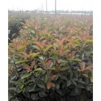 出售紅葉石楠