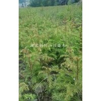 湖北利川供應(yīng)柳杉小苗、柳杉造林苗