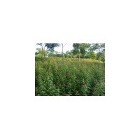 三角楓小苗供應(yīng)//三角楓小苗批發(fā)商