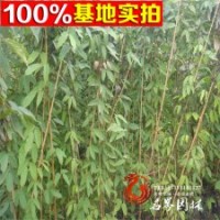 攀援植物 油麻藤 常春油麻藤