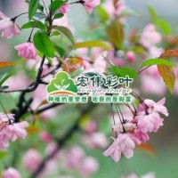 垂絲海棠彩葉海棠海棠小苗綠化苗供應(yīng)