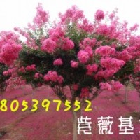 紫薇種植基地。山東紫薇批發(fā)商