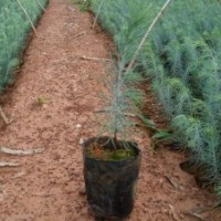 2015雪松小苗上市