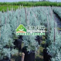 圣誕樹(shù)(藍(lán)冰柏)