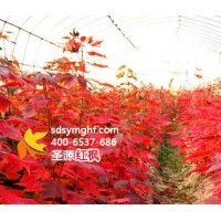 秋火焰紅楓小苗——秋天里的一把火