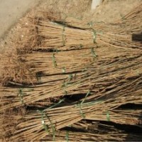 北欒苗基地 求購北欒苗 北欒苗最新價(jià)格