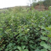 山東諸城供應(yīng)一、二年生黃櫨小苗