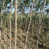 山東諸城供應(yīng)二年生五角楓