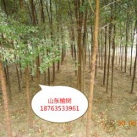 低價處理2公分榆樹3公分榆樹量大優(yōu)惠