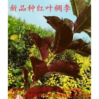 新品紅葉稠李和新品北美海棠，黃花丁香，小苗和接穗