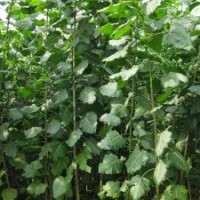 毛白楊小苗、國(guó)槐苗、白臘苗、