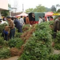 廣西柳州杉木產(chǎn)地直銷良種杉木苗一千萬株