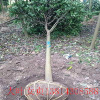 10cm高桿女貞 高桿女貞價格