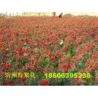 苗木綠化果樹類