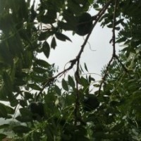 木瓜苗 文冠果苗1-3年木瓜苗價(jià)格