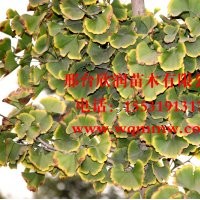 邢臺(tái)欣潤(rùn)苗木大量供應(yīng)銀杏 6公分