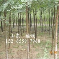 出售榆樹(shù)1公分苗20萬(wàn)