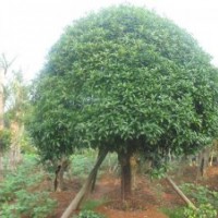 長(zhǎng)期向全國(guó)各地出售桂花，香樟，國(guó)槐，紅豆杉等