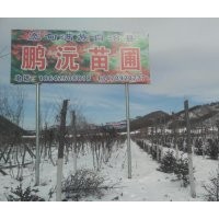 常年供應(yīng)九角楓，五角楓，皂角，云杉，蒙古礫