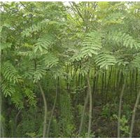 直銷2-30公分楓楊，楓楊基地