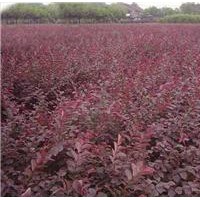 紅葉小檗，紅葉小檗球，紅葉小檗綠籬苗，紫葉小檗基地，盆栽苗。