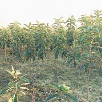 河南東阿枇杷樹小苗正在熱銷