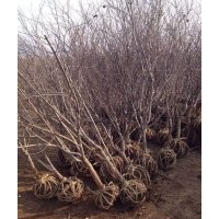 供應各種規(guī)格石榴樹苗木 果樹苗