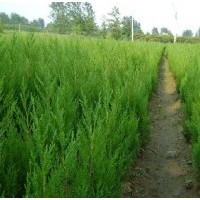 安徽滁州苗木出售蜀檜、龍柏、雪松、廣玉蘭、白玉蘭、高桿女貞、