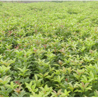 湖南供應(yīng) 桂花樹，精品桂花 8、15、20、30公分桂花樹