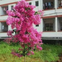 小花紫薇(七層花、云南品種)