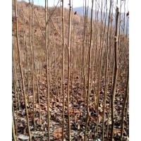 辛夷之鄉(xiāng)長期大量供應玉蘭苗、望春玉蘭苗、辛夷種子、玉蘭種子