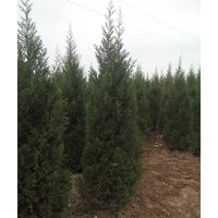 新蜀儈1米1.2米1.5米1.8米2米2.5米蜀儈價格